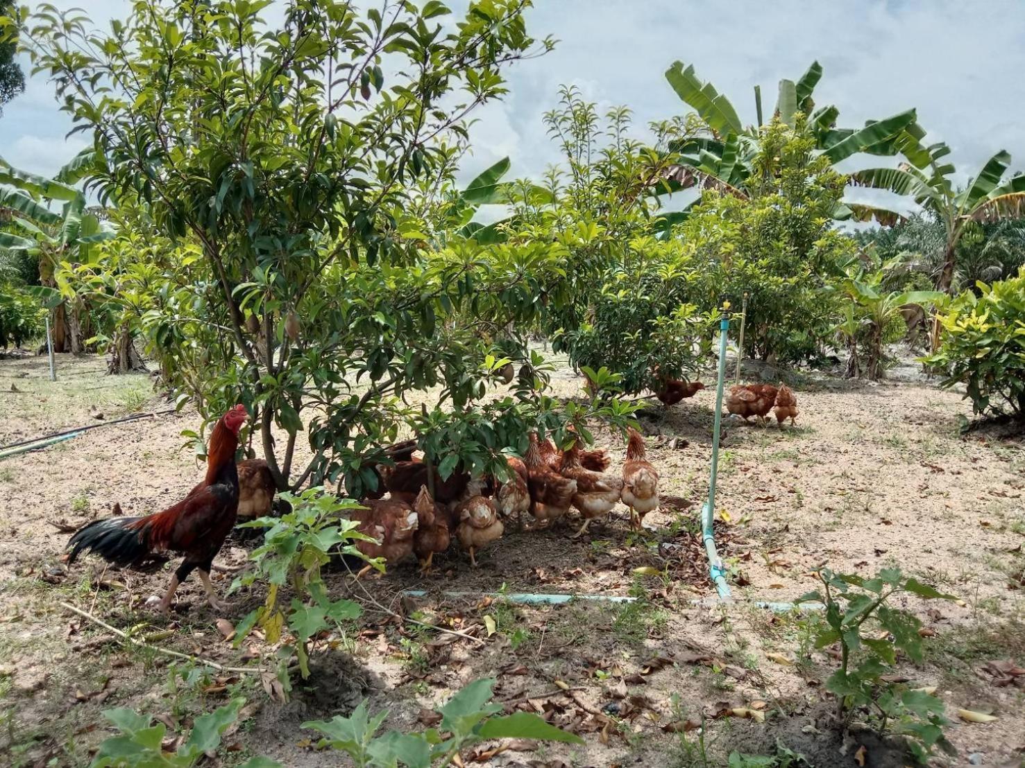 ปารมีฟาร์มสเตย์ Takuapa Bagian luar foto